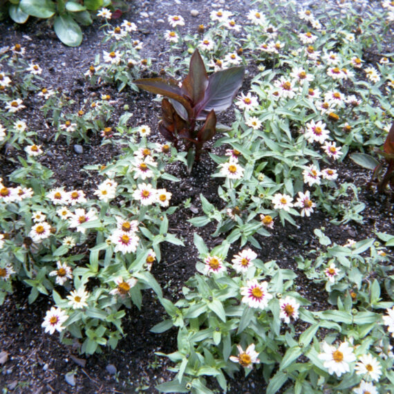 A cluster of white flowers with a touch of pink growing in the dirt. There are two plants with large deep green leaves growing amongst the flowers.