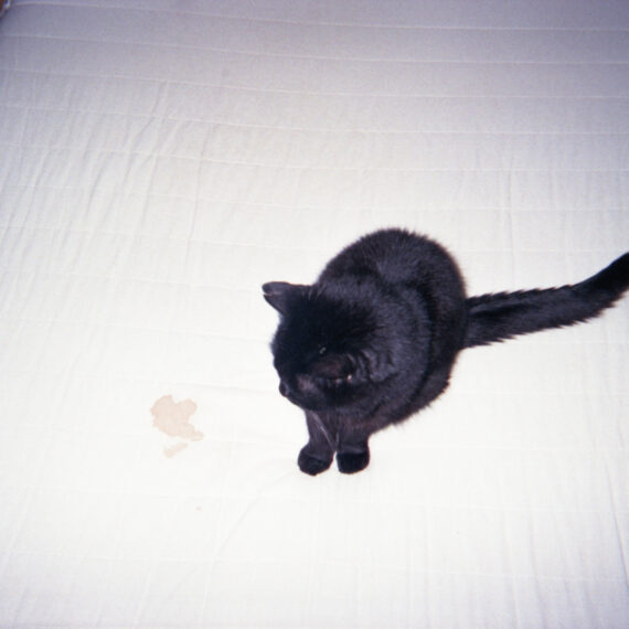 A black cat is resting on a mattress covered in a white sheet. The white sheet appears to have a dried red stain on it. The cat is staring at the stain.