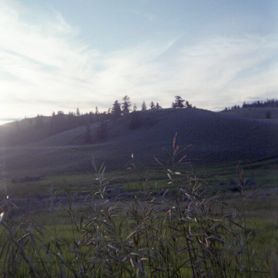 A series of hills sparsely covered with evergreen trees in the distance. In front of the hills are grassy fields and tall grasses growing along a fence. Behind the hills is a bright blue sky with wispy clouds.