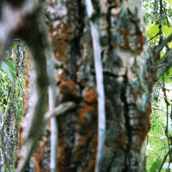 Close up photo of a tree bark covered with copper-coloured lichen. There are leaves and grass in the distance behind the tree. The tree trunk is out of focus.