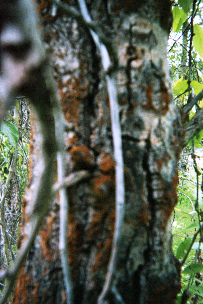 Close up photo of a tree bark covered with copper-coloured lichen. There are leaves and grass in the distance behind the tree. The tree trunk is out of focus.