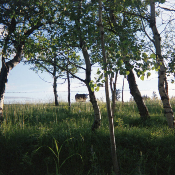 Young trees with narrow trunks are growing behind a wired fence. In the distance is a cow standing in a grassy field. The sky is bright and scattered with some clouds in the background.