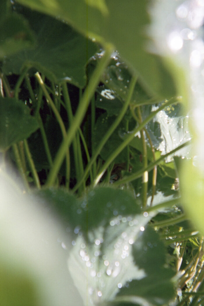 Close-up photo of large leaves covered in dew drops. The photo is out of focus.