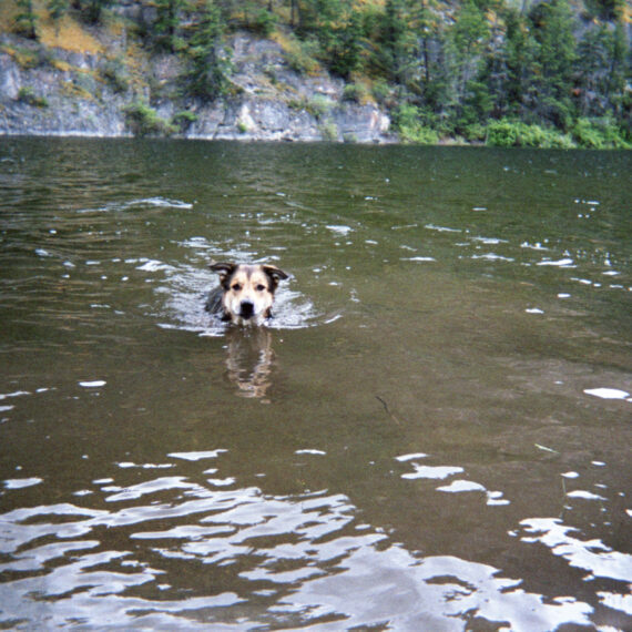 A brown and tan coloured dog is swimming in a body of water. Only its head is visible above the water. Behind the dog in the distance are rocky bluffs covered in trees and shrubs.