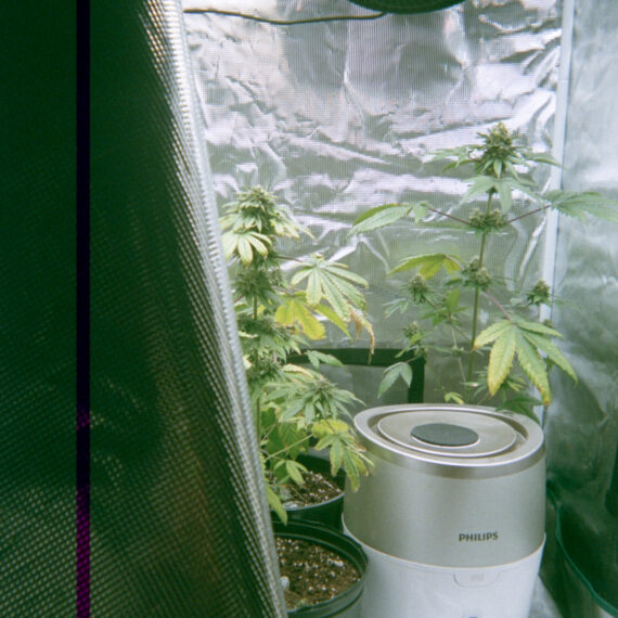Three marijuana plants in black pots are encased in a structure lined with reflective silver material. Above the plants is a fan and a light. Next to the plants is a Philips brand dehumidifier that is silver and white. On the left of the frame is a solid purple line.