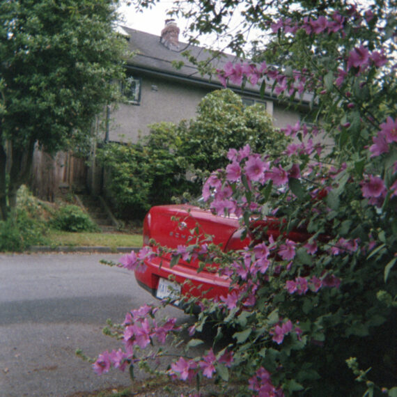 A red car is parked behind a sprawling plant blooming with pink flowers. Across the street is a house surrounded by shrubs and trees. There is a black roof and a brick chimney.