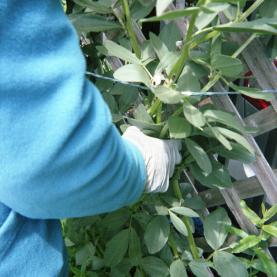 A person is grabbing a plant with tall stems and green leaves. The person’s arm is in frame. They are wearing a blue fleece jacket, black pants, and white latex gloves. The plant is growing against a wooden fence.