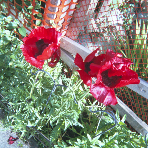 Photo of blooming red flowers with pointy leaves growing in front of orange plastic netting attached to wooden beams attached to wired structures.