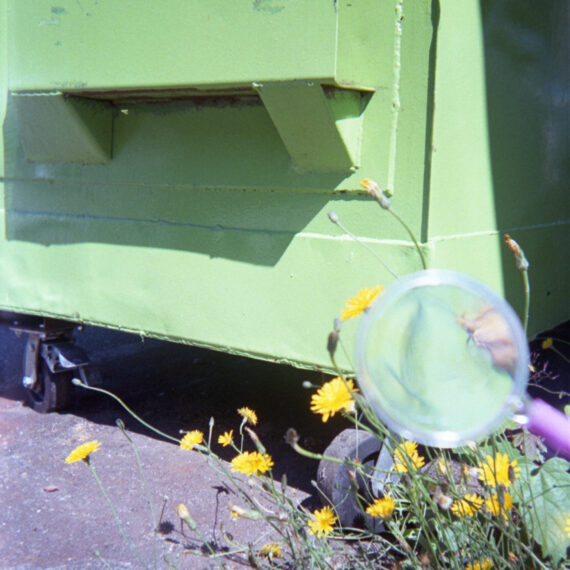 A magnifying glass with a pink handle is focused on a patch of dandelions growing from the concrete. Behind the dandelion plant is a bright green disposal container on wheels.
