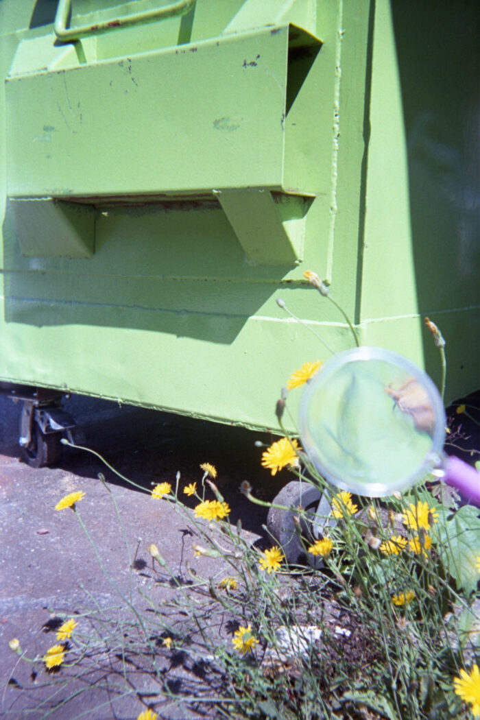 A magnifying glass with a pink handle is focused on a patch of dandelions growing from the concrete. Behind the dandelion plant is a bright green disposal container on wheels.