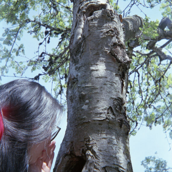 A person with long hair wearing black framed glasses is whispering into a hole of a tree. The tree has irregular textured bark and some branches sparsely growing with pointy leaves. The sky is pale blue in the background.