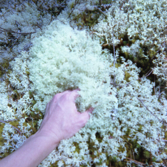 The hand of a light-skinned person is grabbing a cluster of small white flowers. The photo is a bit blurred and it is unclear whether the plant is a flower or grass of some sort. There are branches and moss dispersed through the clusters of small white flowers.