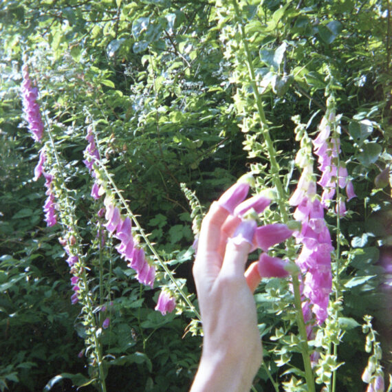 The hand of a light-skinned person reaching its fingers into the openings of foxglove bell-shaped flowers. The flowers are a pink-purple growing from green stems. Surrounding the foxglove flowers are leaves filtered through sunlight.