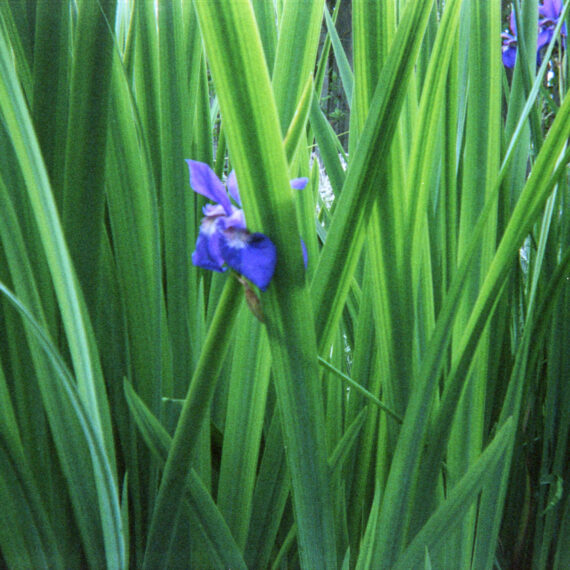 Tall blades of green grass with violet flowers peeking through the grass.