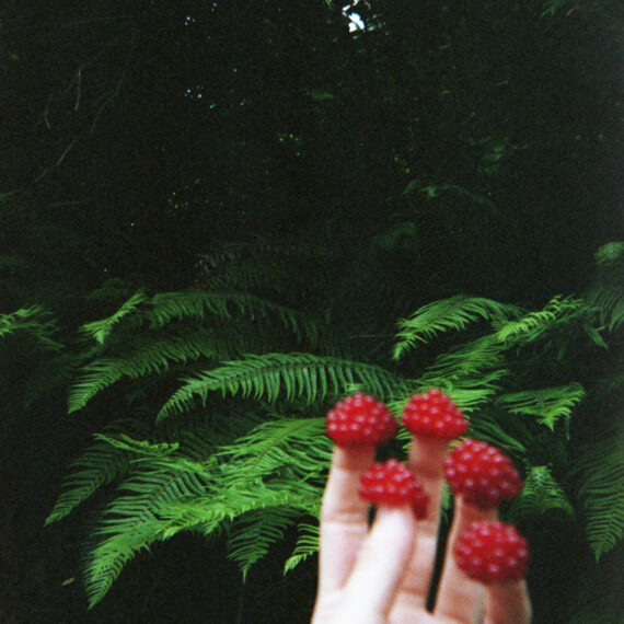 The hand of a light-skinned person has one salmonberry covering each finger tip. In the background behind the hand are bright green ferns and trees.