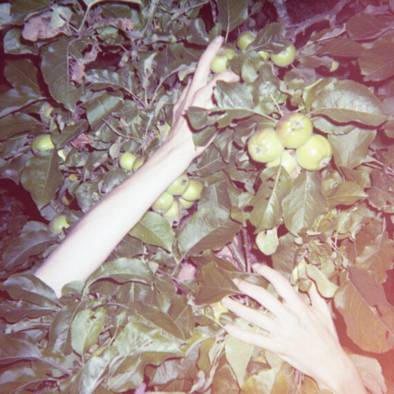 A person with light-skin is hugging a green apple tree. Both their arms are sticking out to grab the tree and their face is peaking out of the tree branches and leaves.