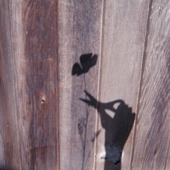 Shadow of a person’s hand holding a paper of scissors ready to cut a single flower off its stem. The shadow is projected against a wooden surface.