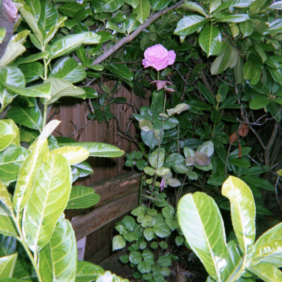 Photo of green plants surrounding a single pink flower. Behind the flower is a wooden bench and fence.