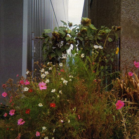 Colour photo of a space between two buildings that has been overgrown with weeds and flowers.