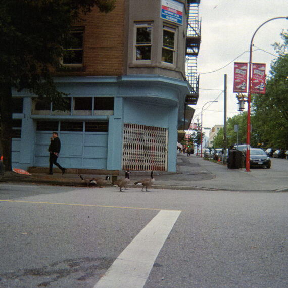 Colour photo of a crosswalk with Canadian geese crossing the street. There is a person on the left of the frame crossing the street. Across the street is a blue building with a "leased" sign hung up.