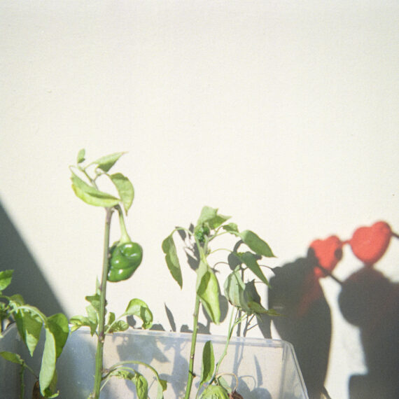 Photo of house plants growing in a plastic container. The sunlight is casting shadows of the plants against a white surface. There are a pair of red heart shaped glasses being held up and the sunlight is casting its shadow on the wall as well.