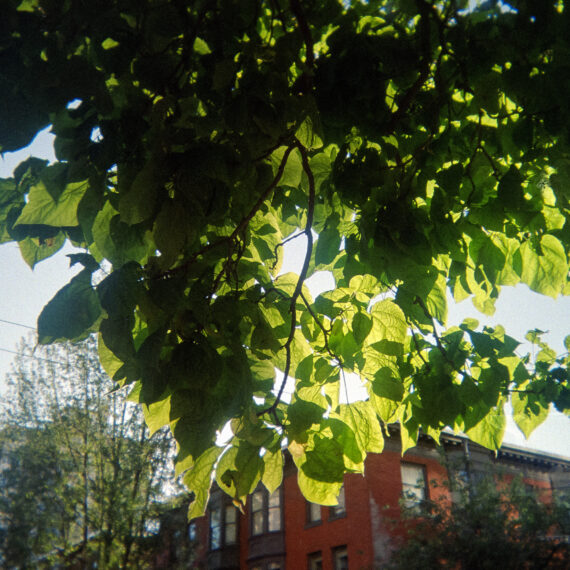 Photo of a cluster of leaves in a tree with sunlight shining through. In the background is a red building in the distance.