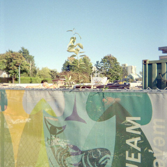 Colour photo of a cloth banner featuring the Musqueam Nation logo attached to a fence. Behind the fence is a plant growing well beyond the height of the fence. In the background is a clear blue sky and trees in the distance.