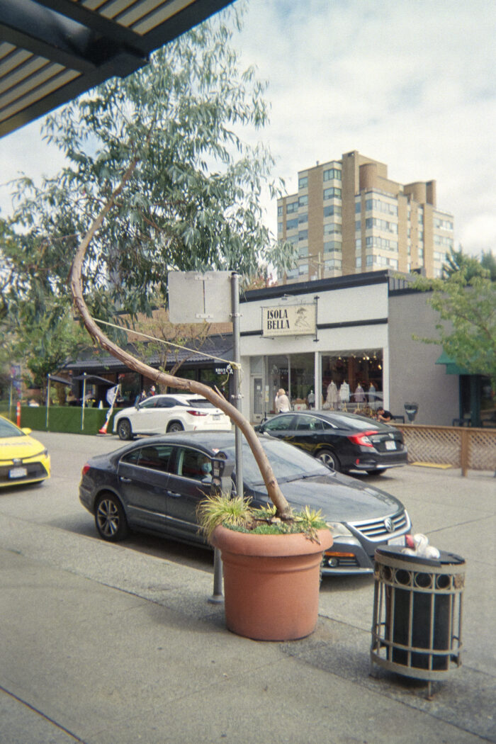 Colour photo of a potted tree next to a trash can and a parked car. The tree is growing crooked. The tree trunk is tied to the pole of a street sign next to it with string.