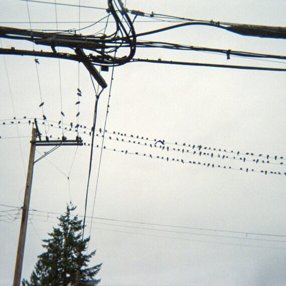 Photo of power lines intersecting above an evergreen tree. The background is an overcast sky and there are birds sitting on the power lines.