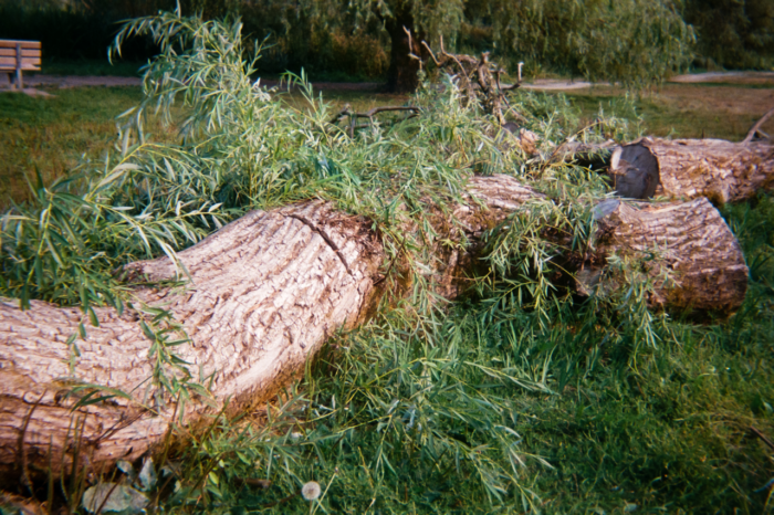 The curved trunk of a large willow tree cut into sections lying in the grass of a park. Branches of willow leaves fall over and are piled against the trunk.