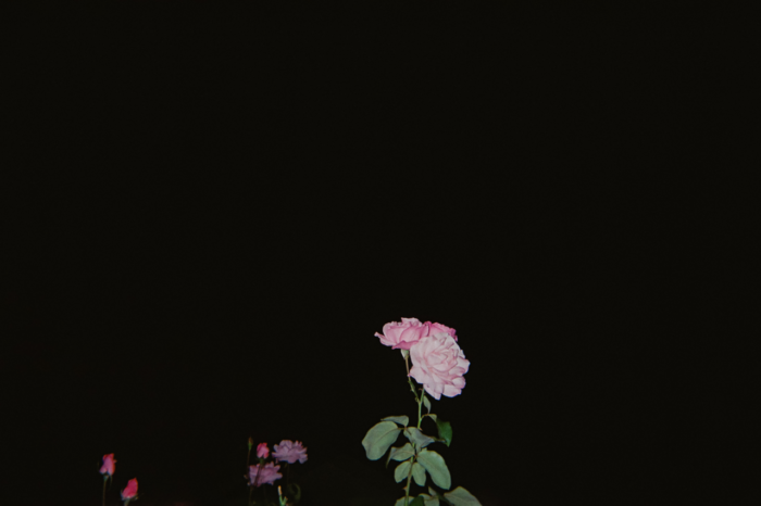 Caught in the camera's flash against a black night background, three sets of flowers, pink roses and tulips, just barely stand tall enough to be in frame. The foremost roses are three on a single leafy stem, the largest most open rose is the palest of all the flowers.