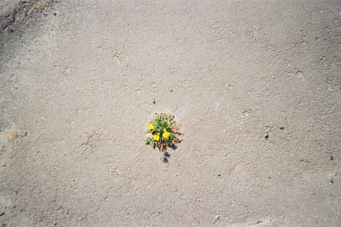 At the centre of a large, concrete surface a single, small dandelion plant grows. The plant's three yellow flowers and bright green leaves are a pop of colour in the otherwise grey photo.